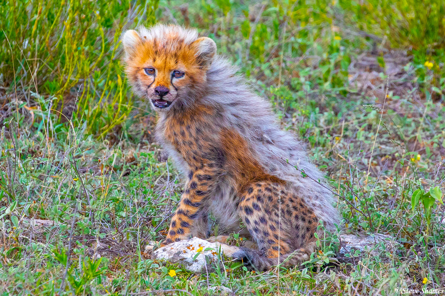 These cheetah cubs have very furry white backs when they are small.