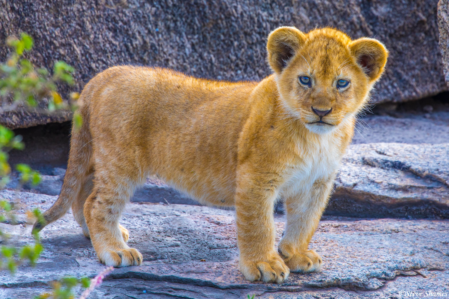 And here we have a possible future lion king -- or queen. Can't tell if this is a male or female.