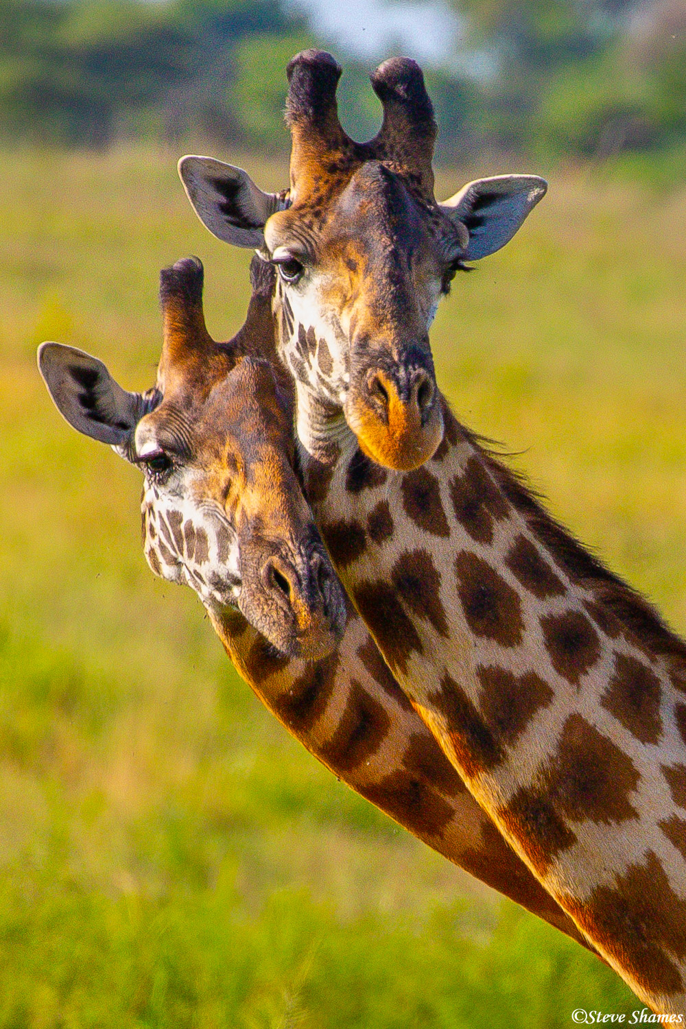 These two giraffes look to be buddies, or they just like having their heads close to each other.