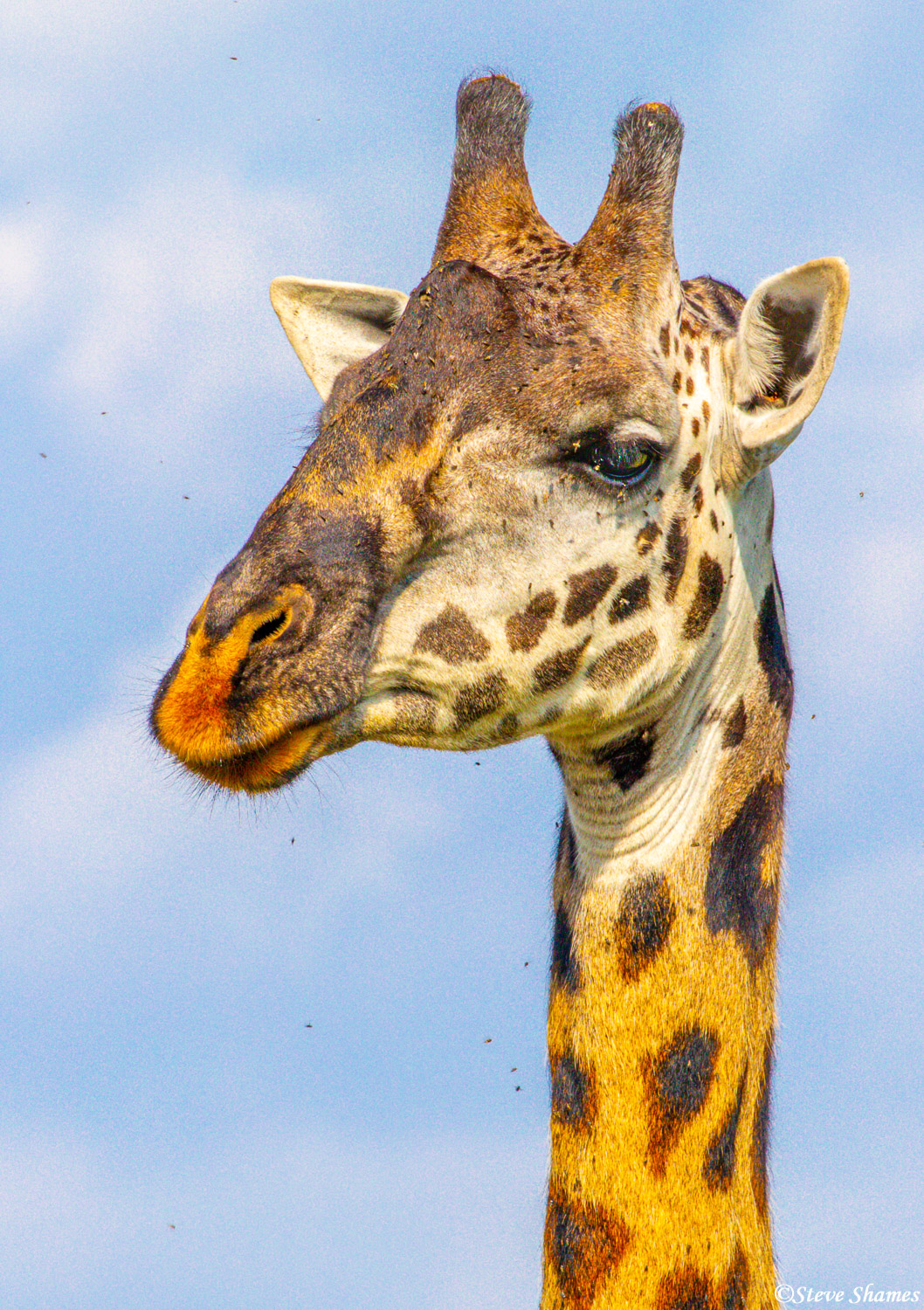Giraffes have very unique faces. Also they are the only animal born with horns.