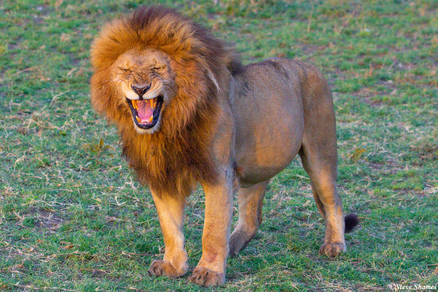 The pride male grimacing. He smells the smell of a female.