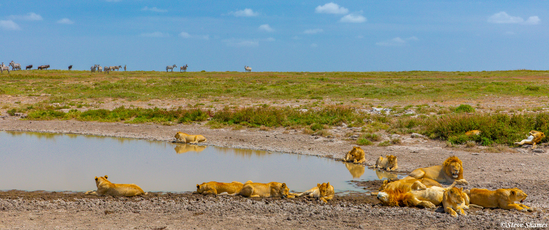 A pride of lions guarding the waterhole. Any animal has to be pretty brave to attempt a drink.