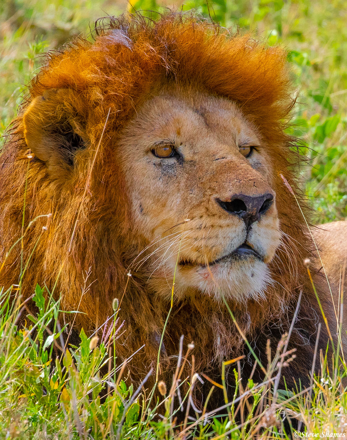 Here is a handsome looking lion king. At least he is the king of his pride.