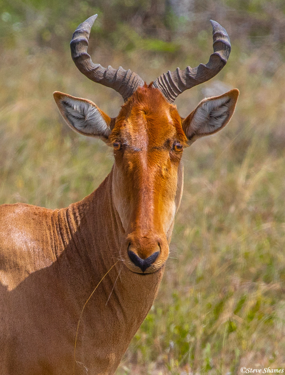 Portrait of a hartebeest, chewing on a straw.