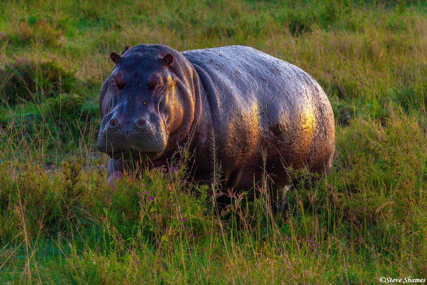 We saw this hippo out grazing just about sunrise, before they return to all day resting in the water.