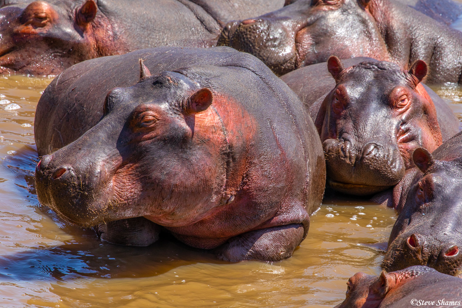 Hippopotamus have very big heads. This one appears to have a big scar on its neck, like its a Frankenstein hippo with a transplanted...