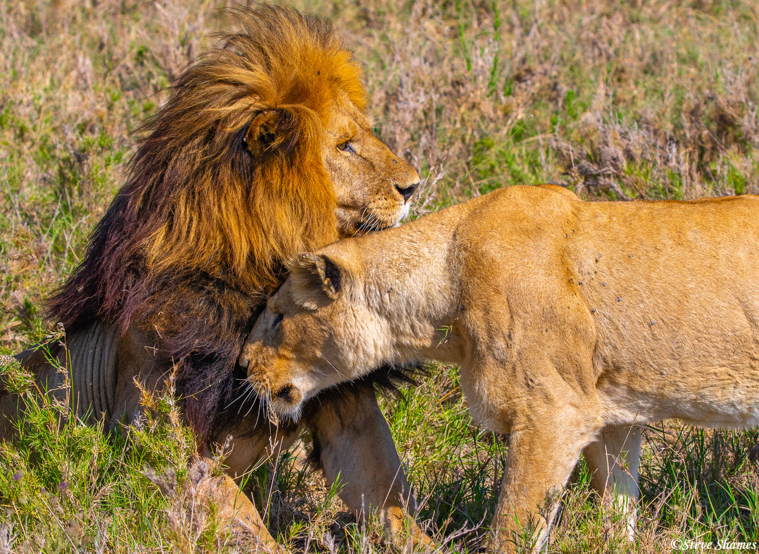 When lions go off for a few days of mating, they are called "honeymooning". We stayed with this couple for about 45 minutes...