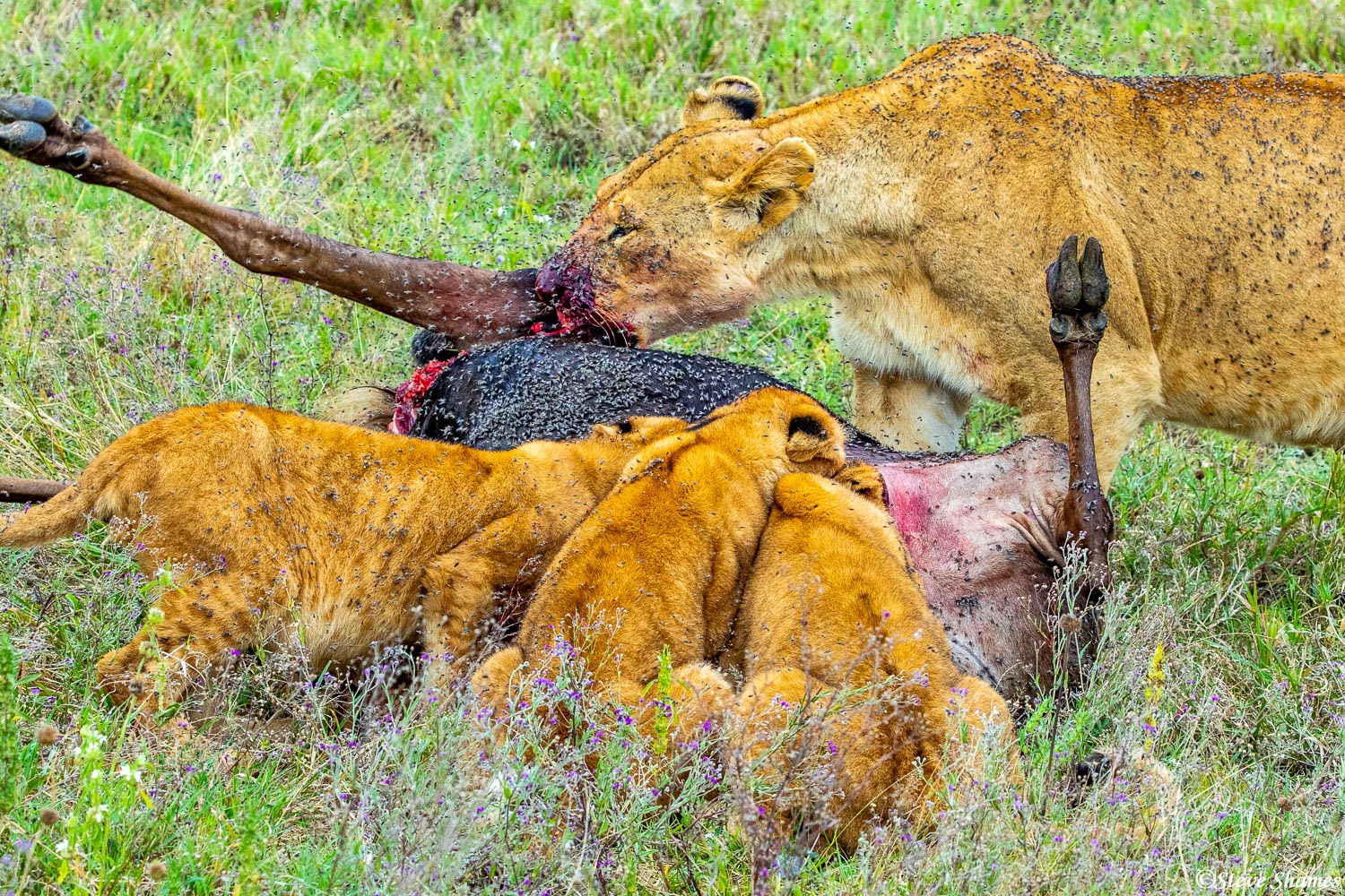 These must have been very hungry lions to be eating this fly covered wildebeest carcass. Look at those cubs digging in!