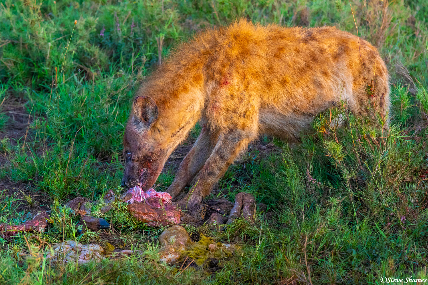 A hyena finishing up some scraps in the first light of the day.