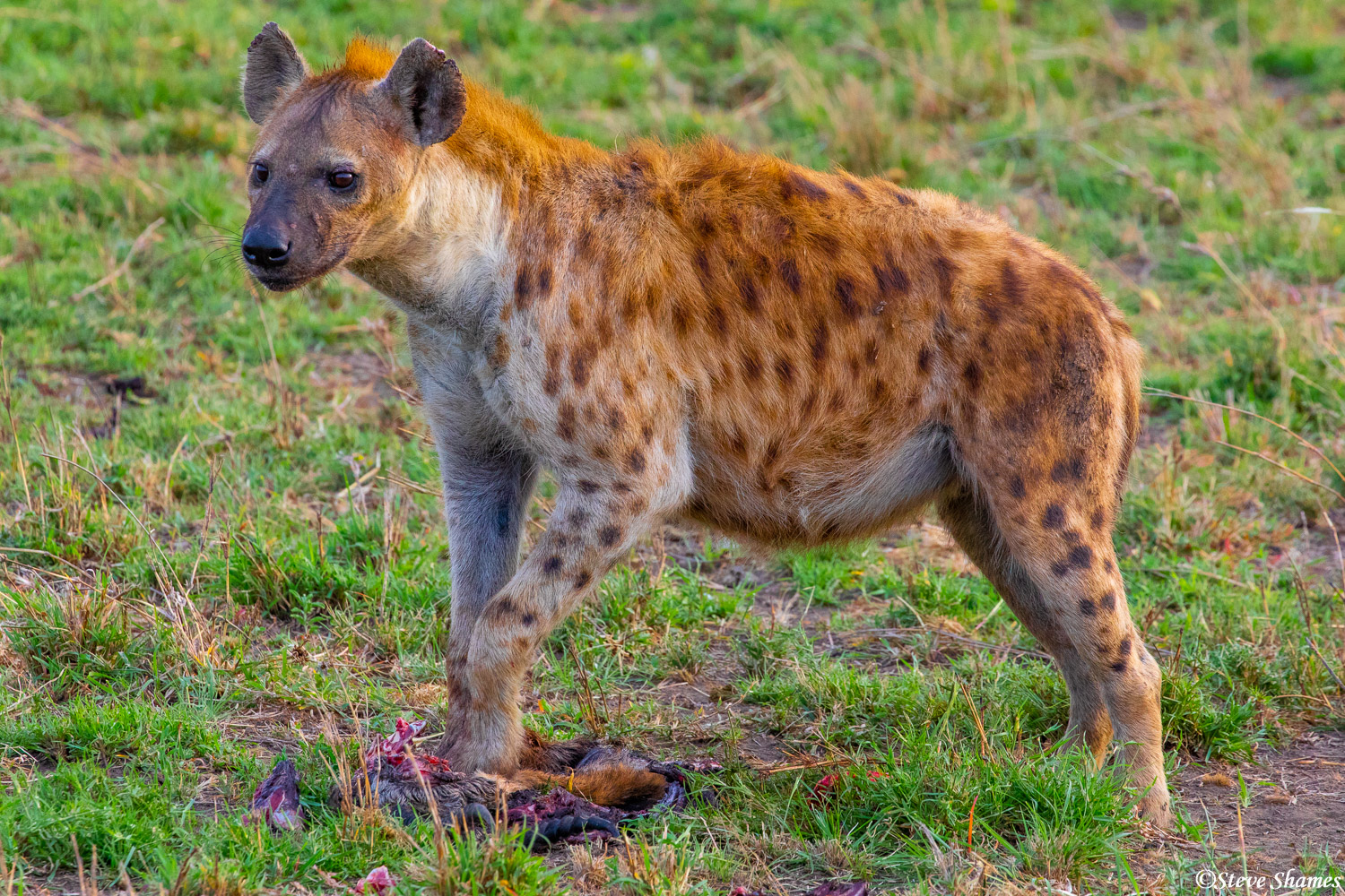 Hyenas are good at finding scraps. These are the remnants of a cheetah kill.