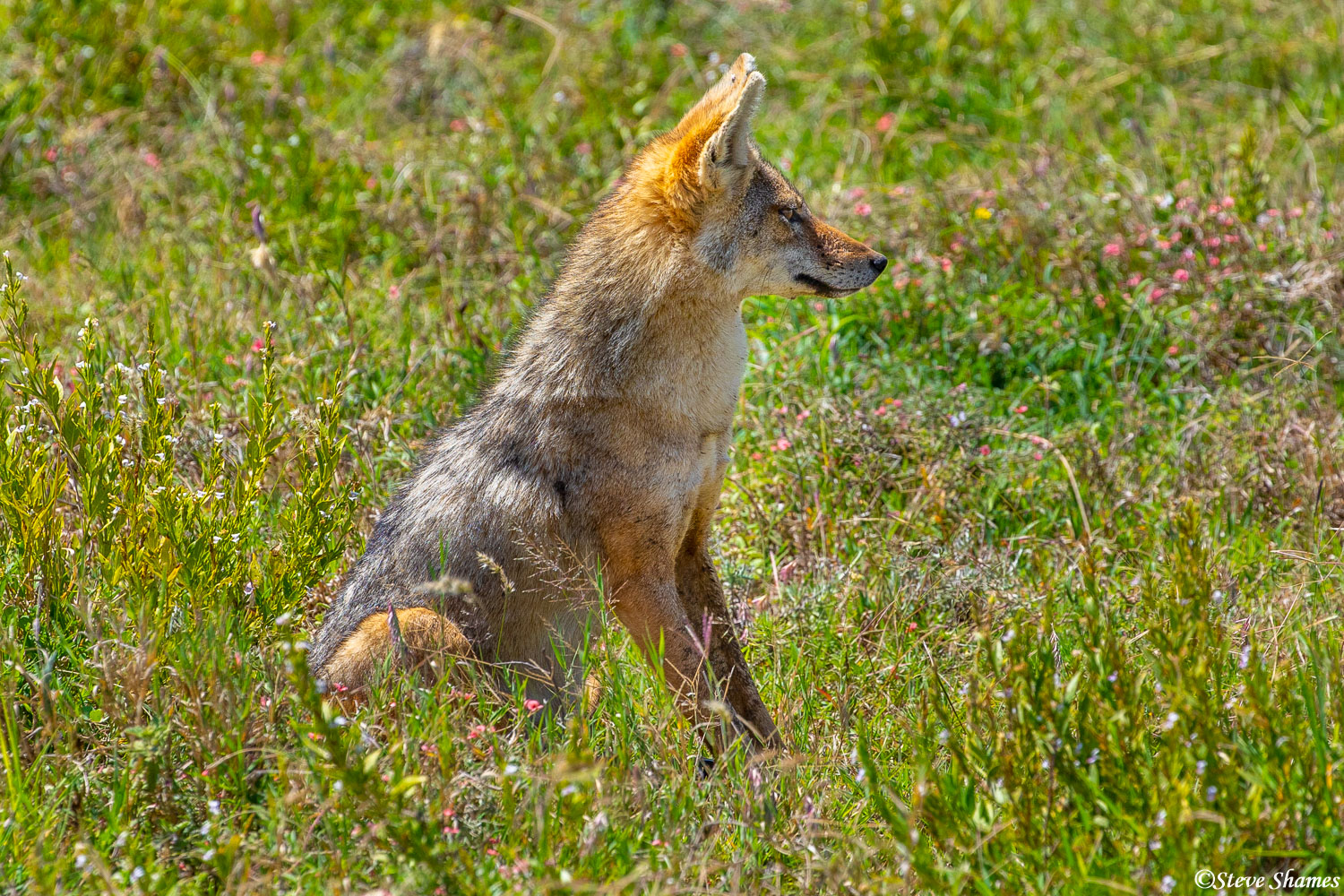 A handsome looking jackal sitting in the grass.