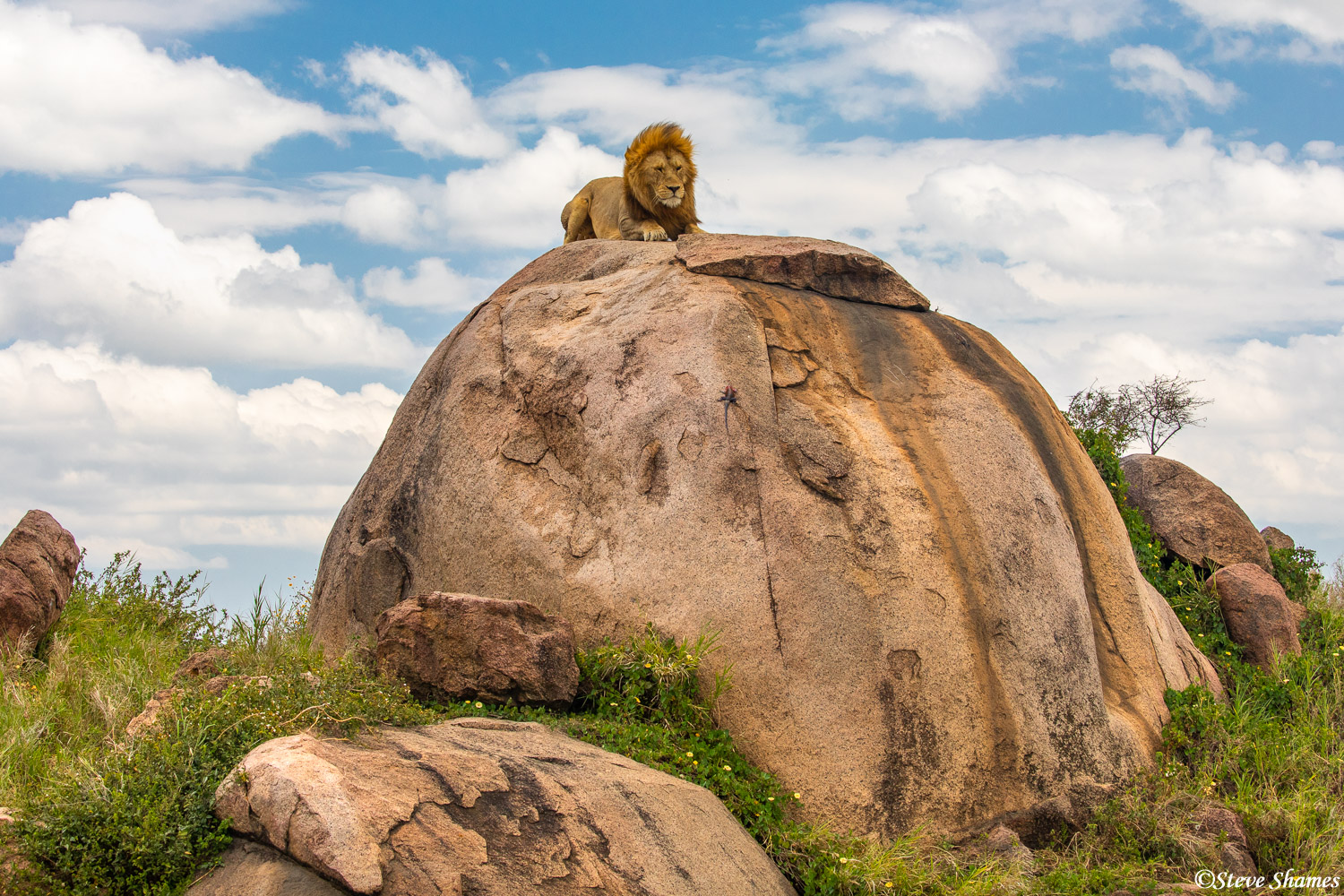 This lion king has a rocky throne.