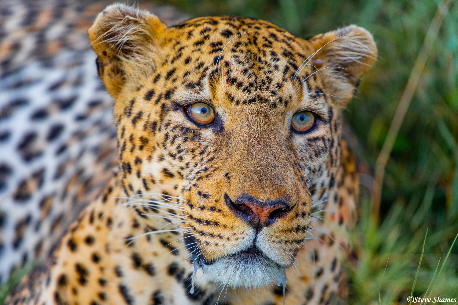 Close up of a leopard face. He seems to be drooling.