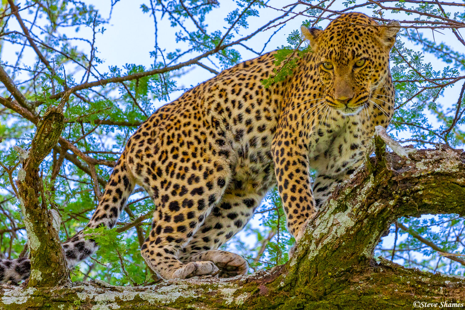 Female leopard hanging out in a tree