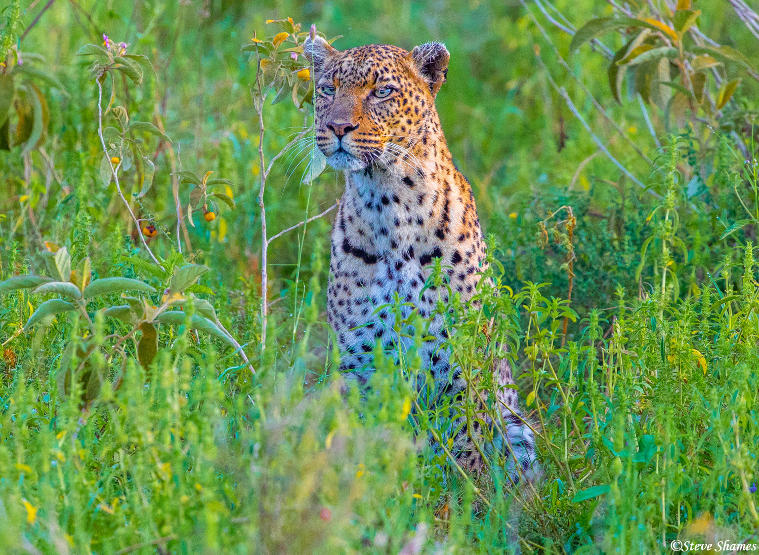 Leopardess on the lookout. There is a big male prowling around that she wants nothing to do with.