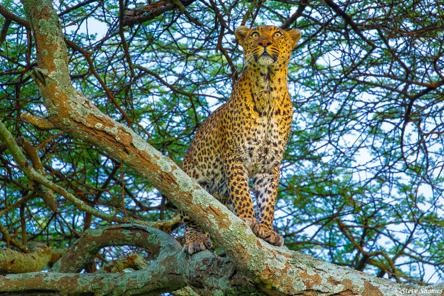 Here is the female leopard finding refuge in a tree from an aggressive male leopard on the ground. If a male leopard detects...