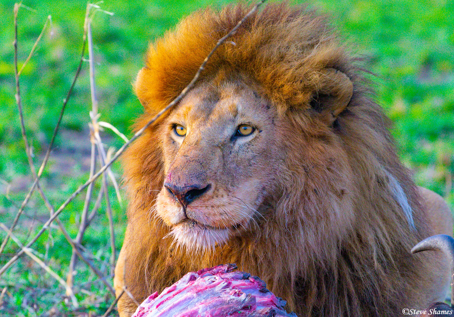 A nice portrait of a lion pausing during his wildebeest meal.