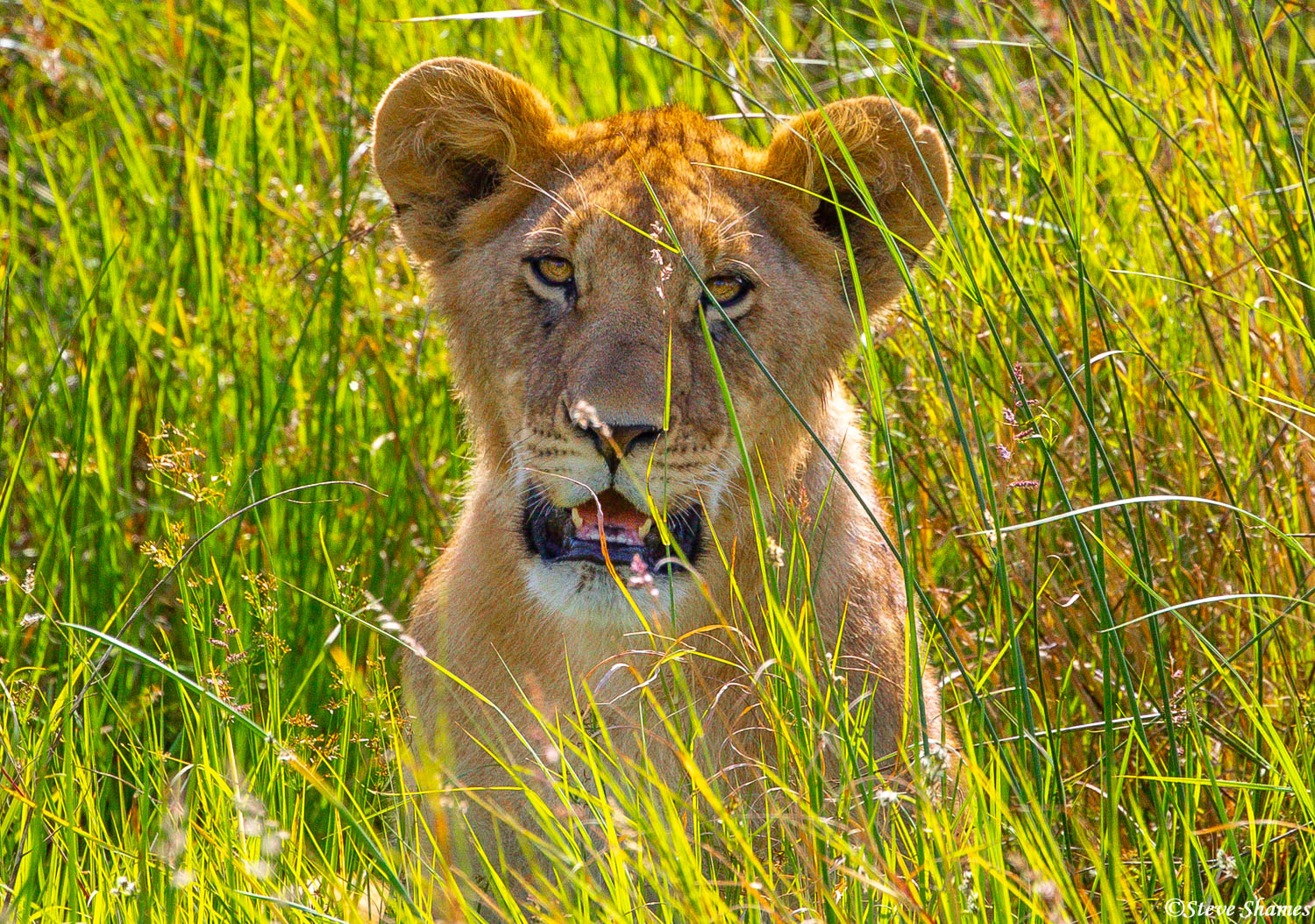 Lion cub relaxing in the tall grass.