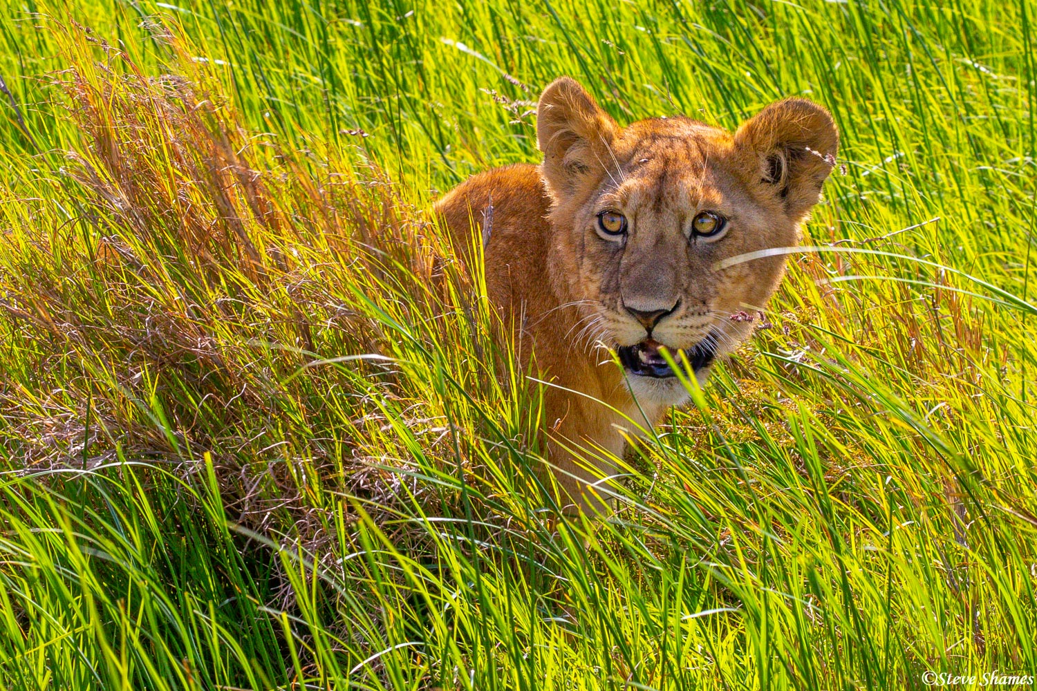 I like the looks of this lion cub in the bright green grass.