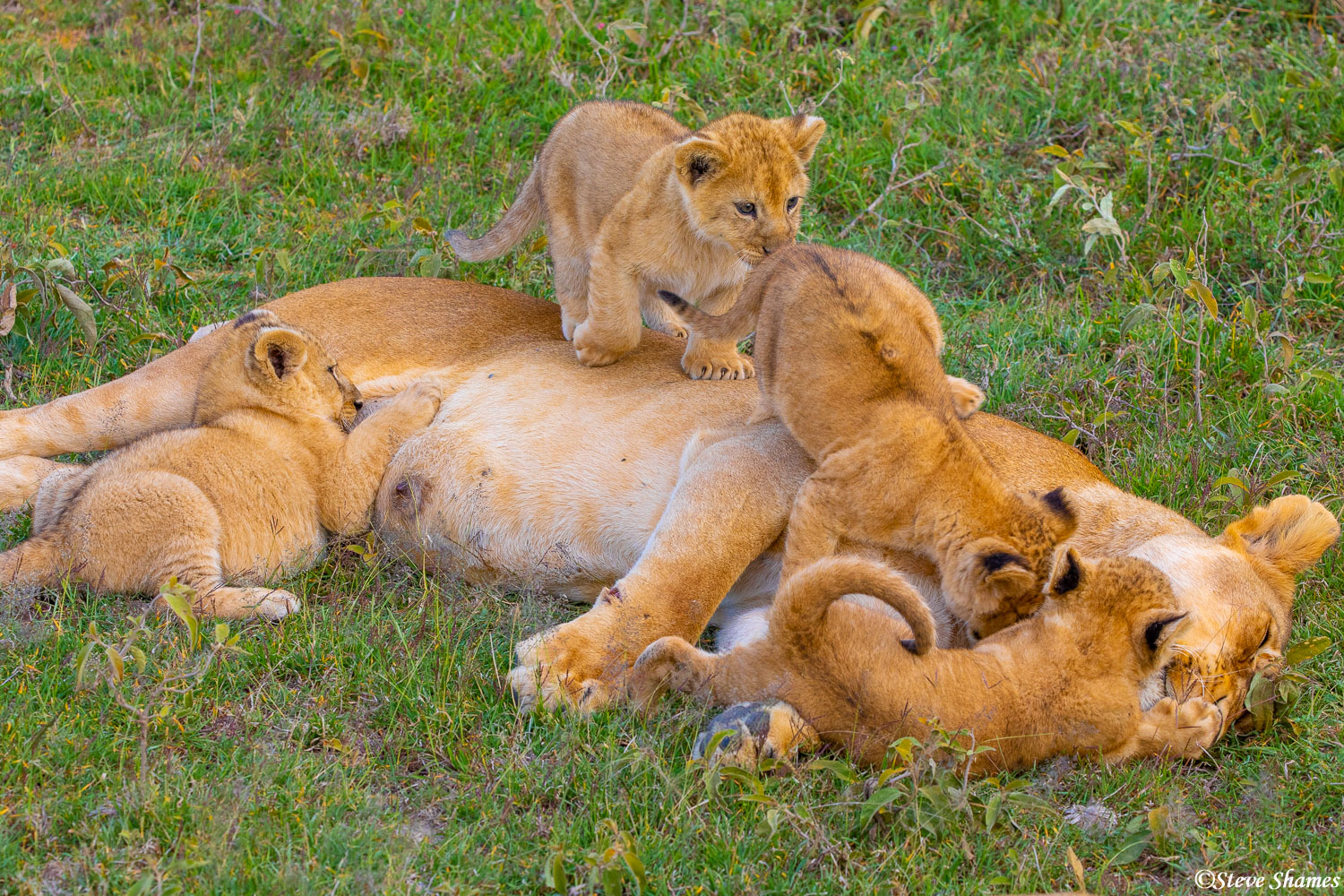 Four lion cubs playing with Mama. As always, she is a good sport.