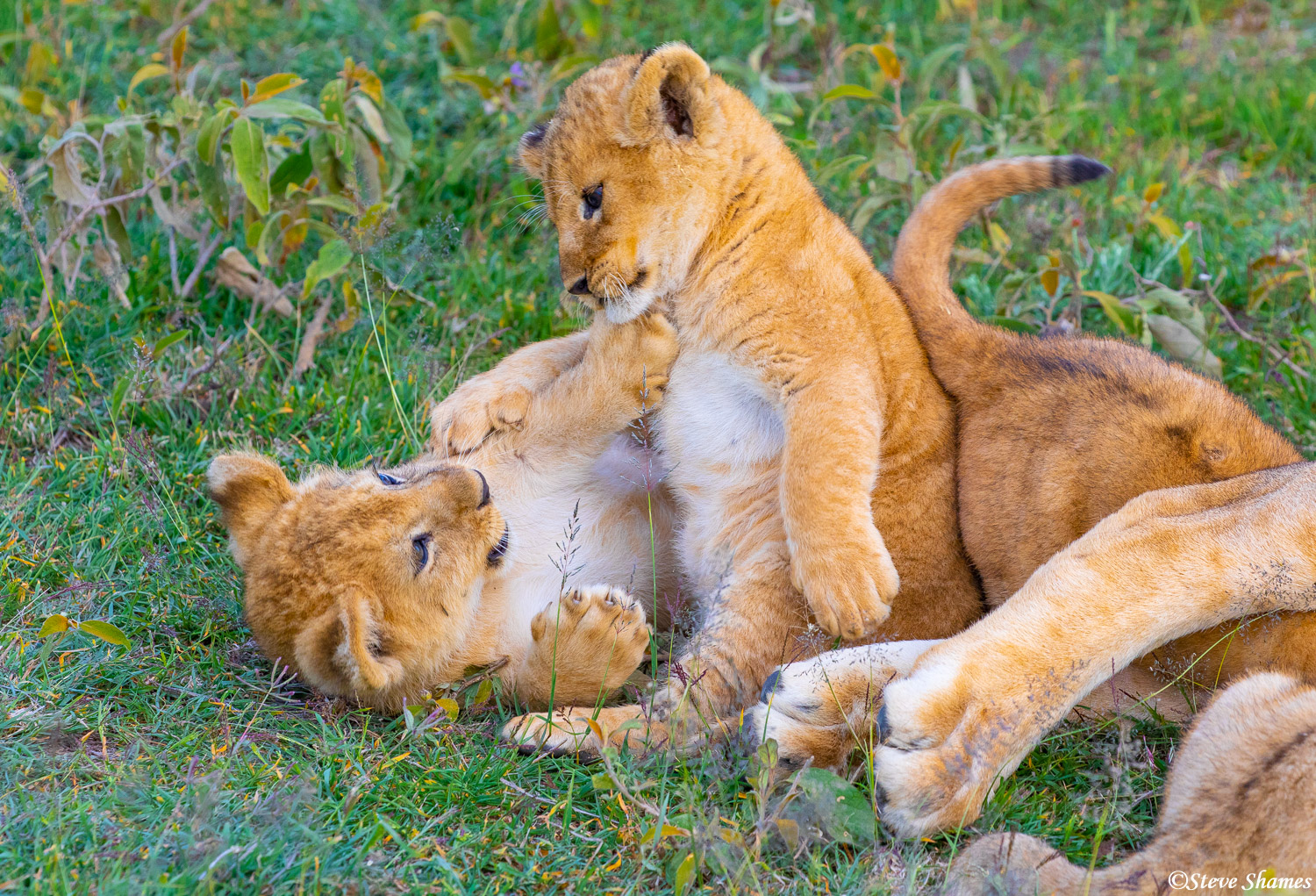 Little lion cubs wrestling and playing. They do that a lot.