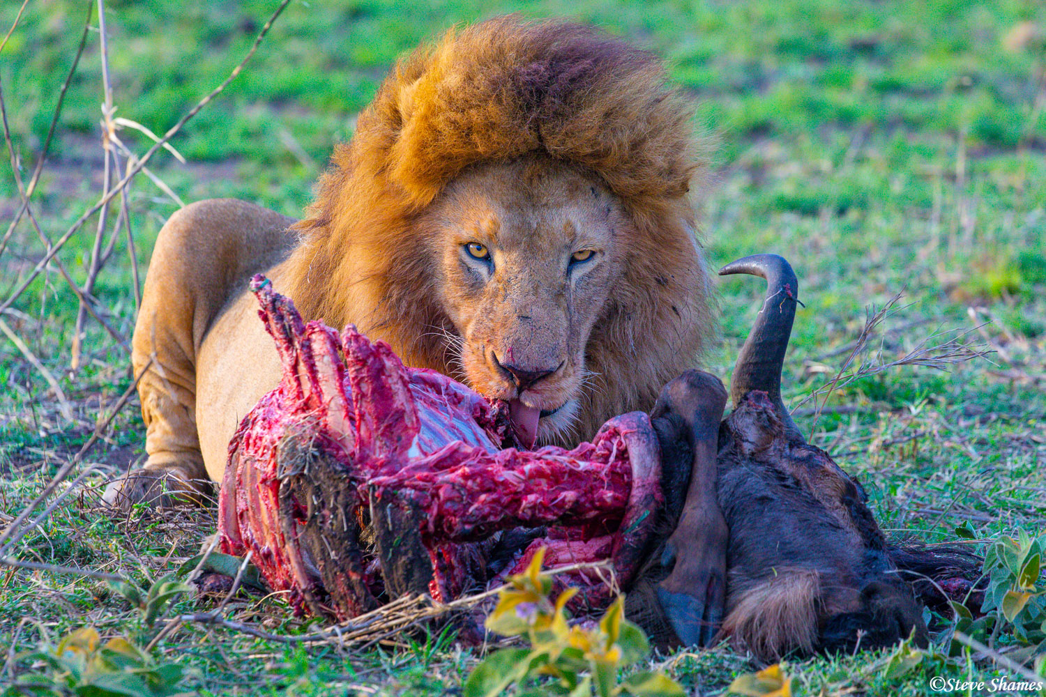 A lion finishing off a wildebeest carcass.
