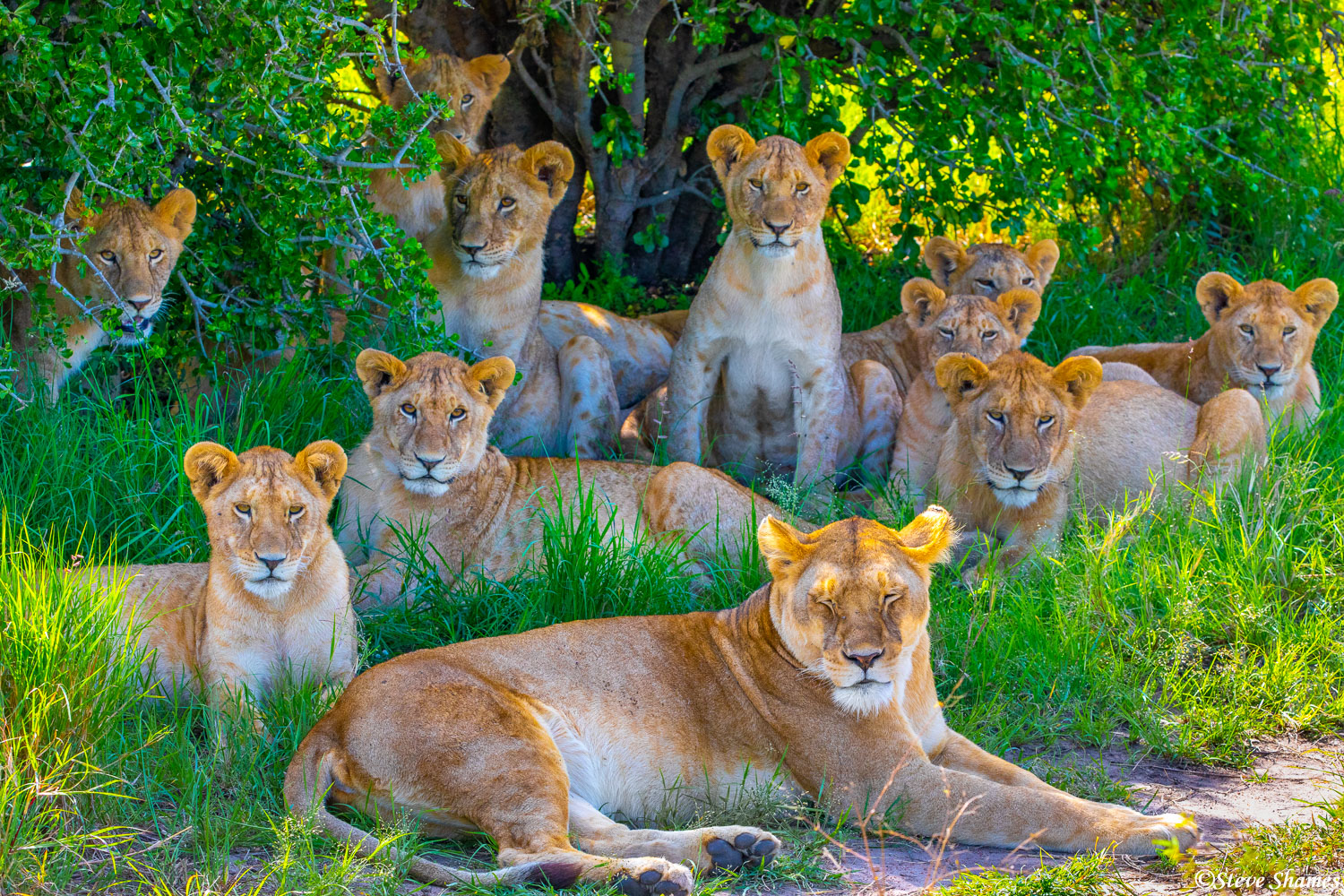 Lion family portrait, posing for the camera. They all kept their eyes open but one.