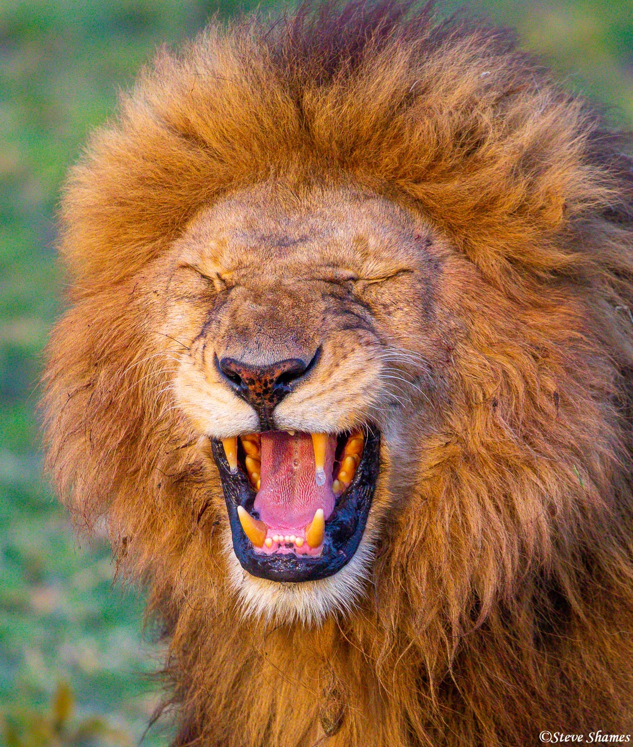 Male lions grimace like this when they smell a certain smell. And that smell has to do with a lioness.