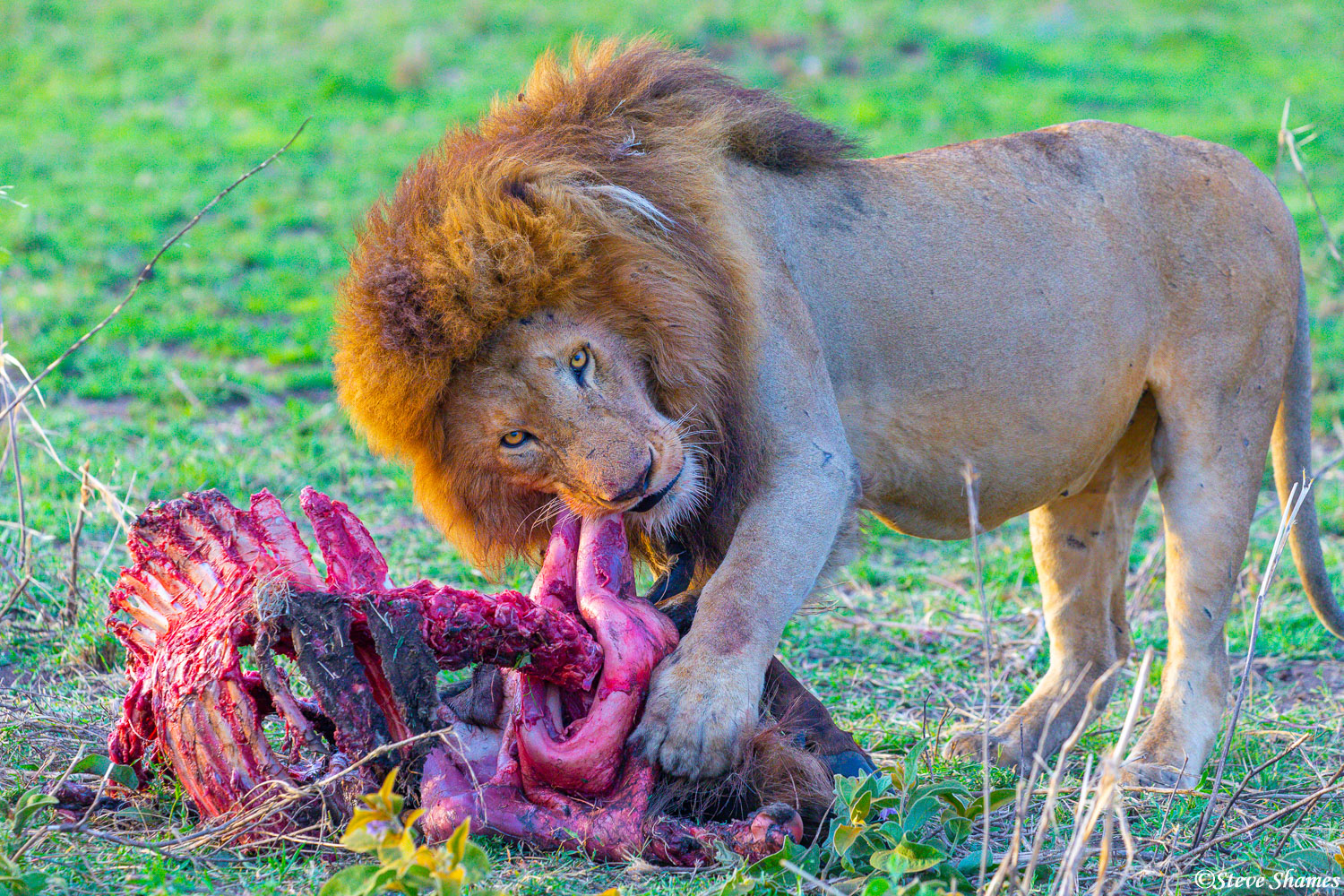 Yummy! An early morning meal of wildebeest.