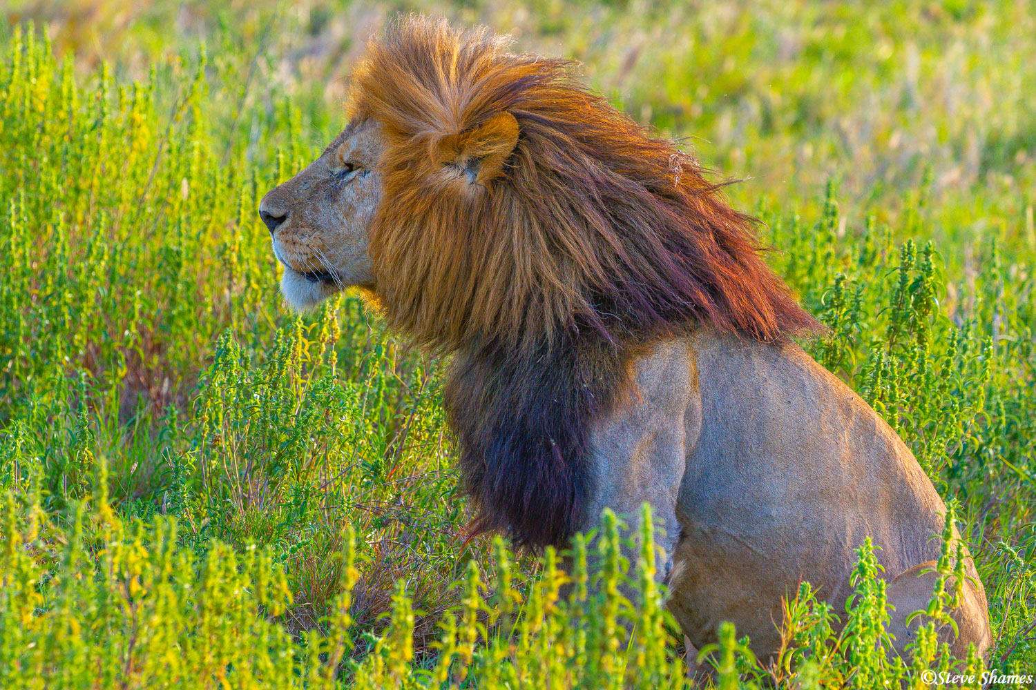 I like this scene with the lion in the bright grass in the morning sun.