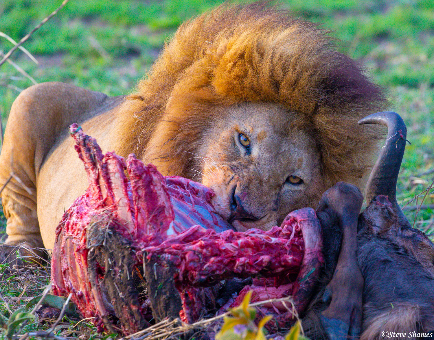 A male lion having a little meal of wildebeest.
