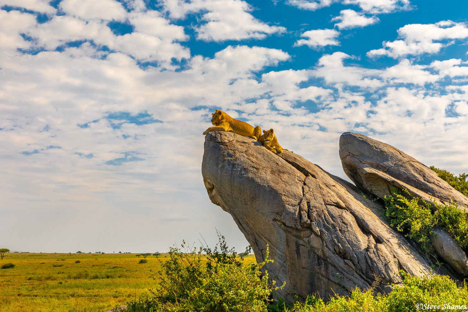 Lions on a rocky perch scanning the landscape.