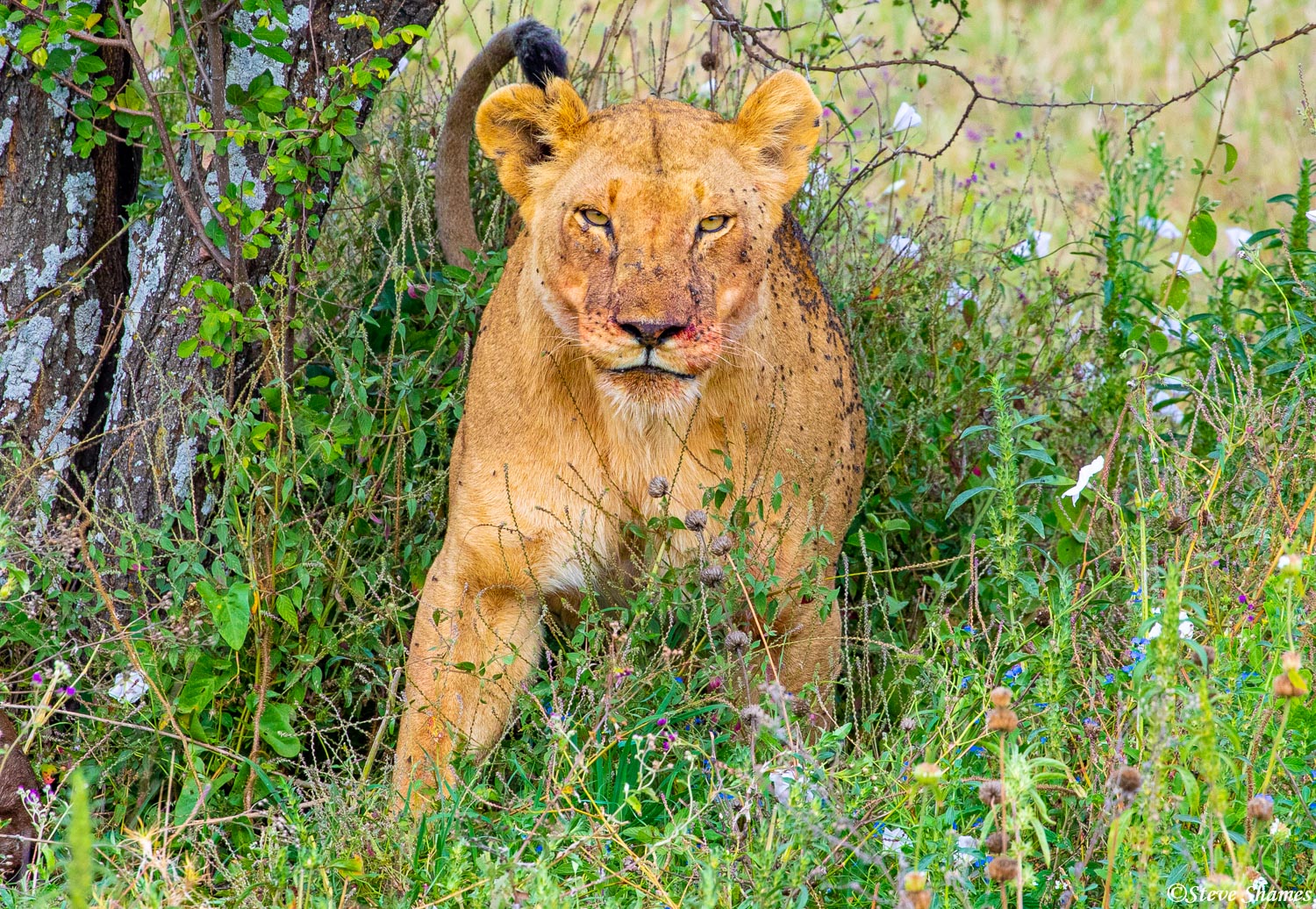 Lioness taking a break from her fly covered wildebeest meal.