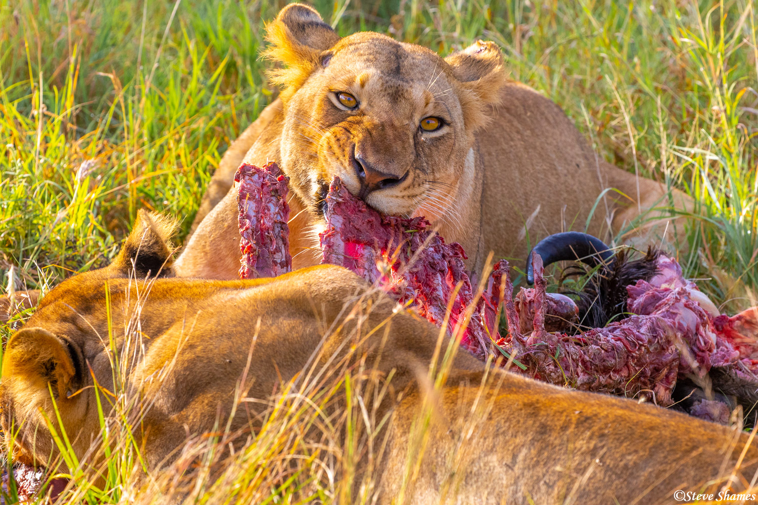 Lioness crunching on some ribs in the early morning.