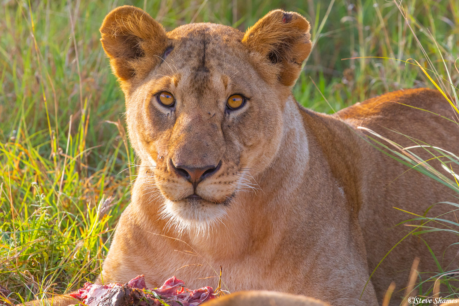 A lioness taking a break from eating to keep an eye on us.