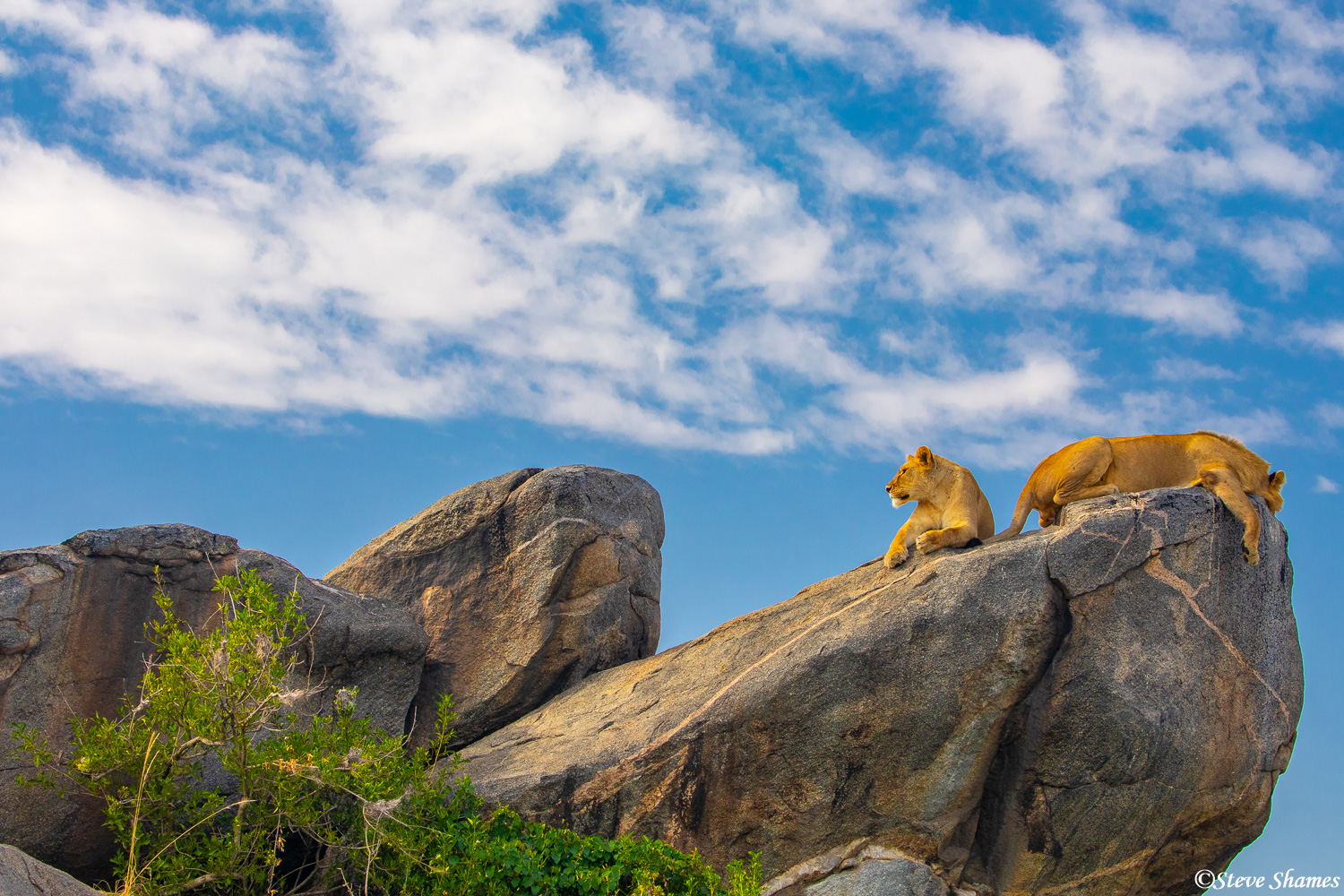 Lioness and her brother under a great African sky.