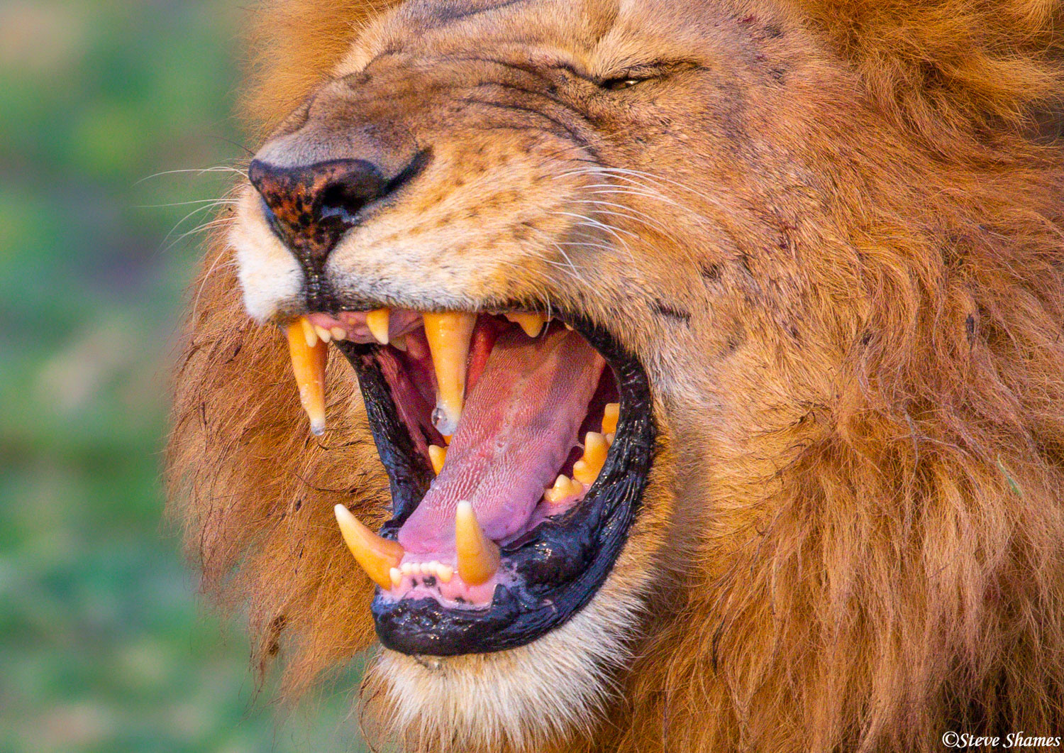 Male lion showing his teeth.