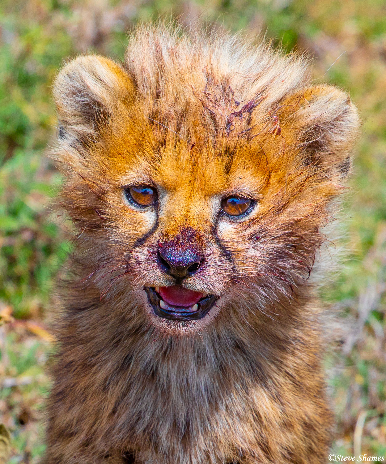 Little baby cheetah, posing for a portrait.