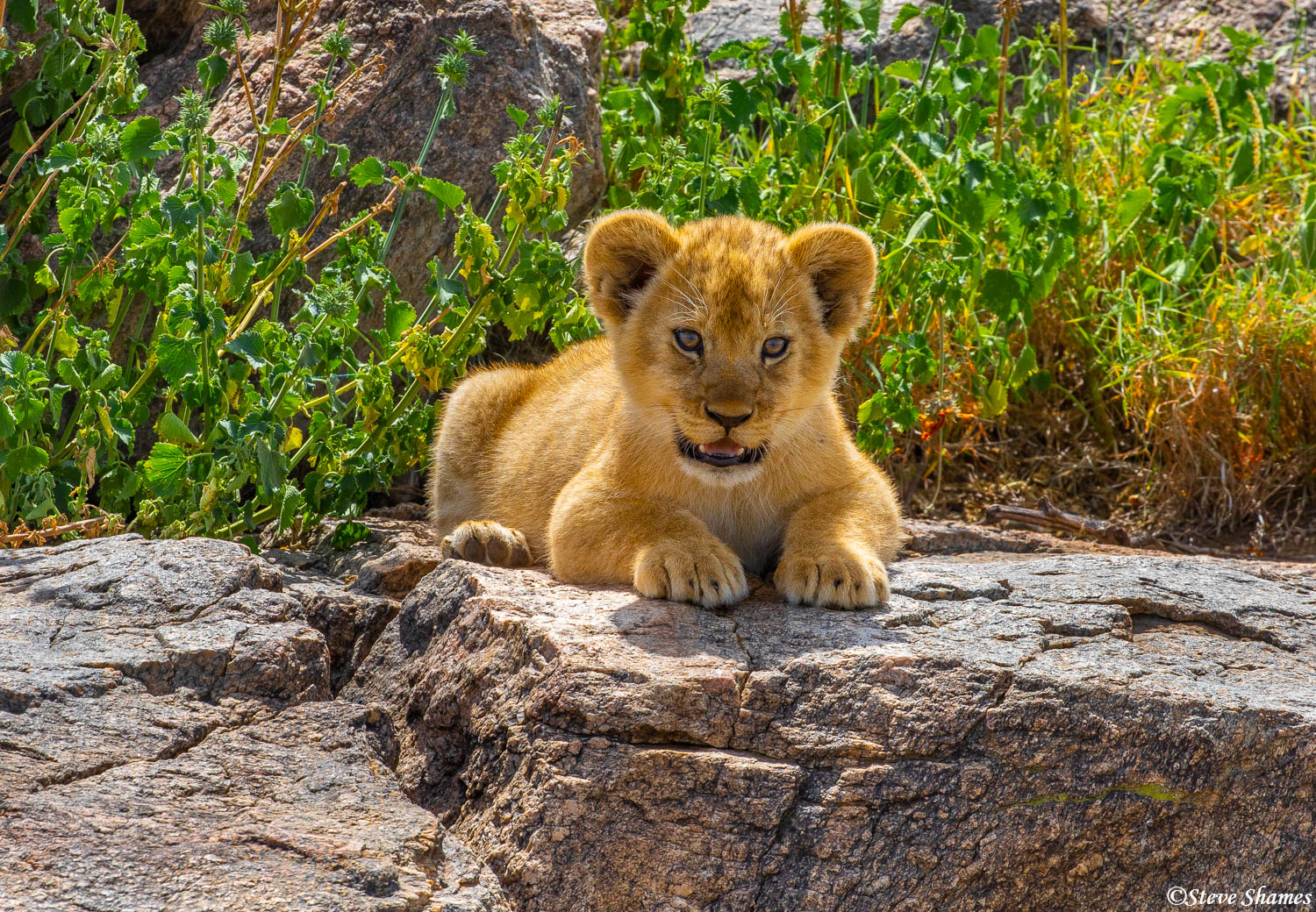 Cute little baby lion cub, resting on a rock.