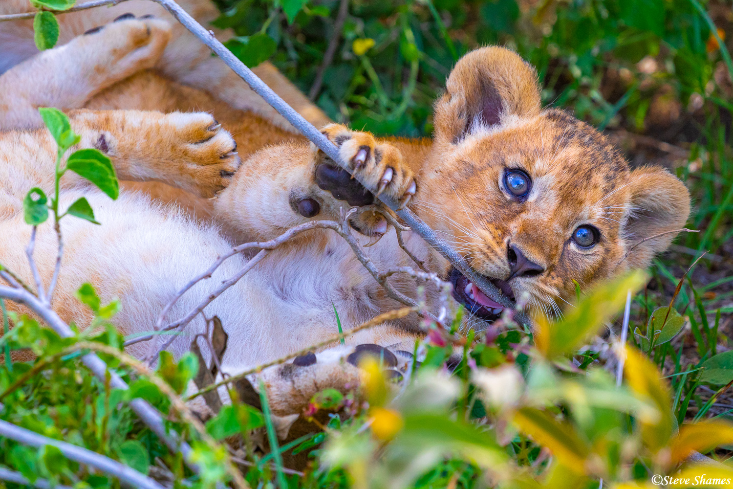 Little lion cub in the grass chewing on a stick.