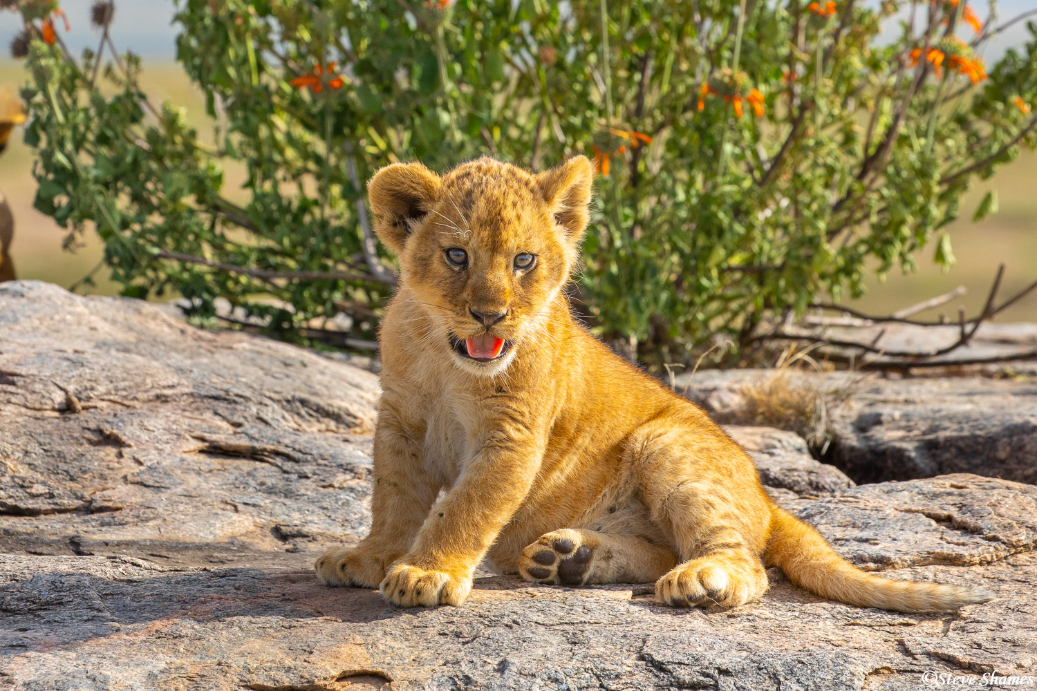 Little lion cub on a big rock. The mother lioness is never far away.