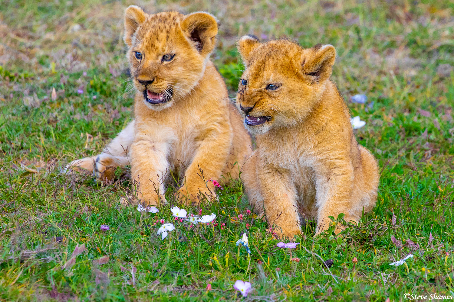 A little lion cub practicing his snarling face.