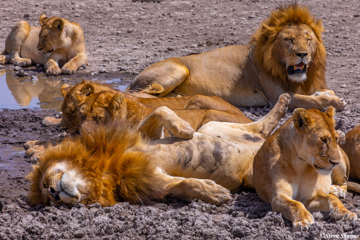 Lions lounging by the waterhole. They don't seem to be bothered by the heat of the day.