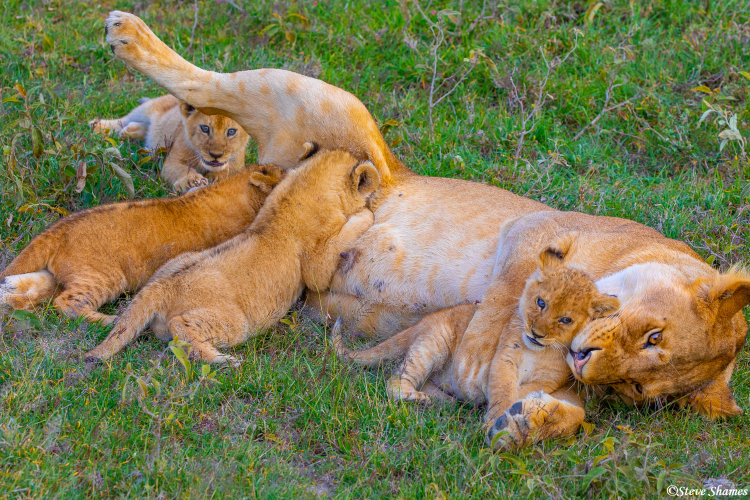 This is a good mama lioness, raising four well fed healthy looking cubs.