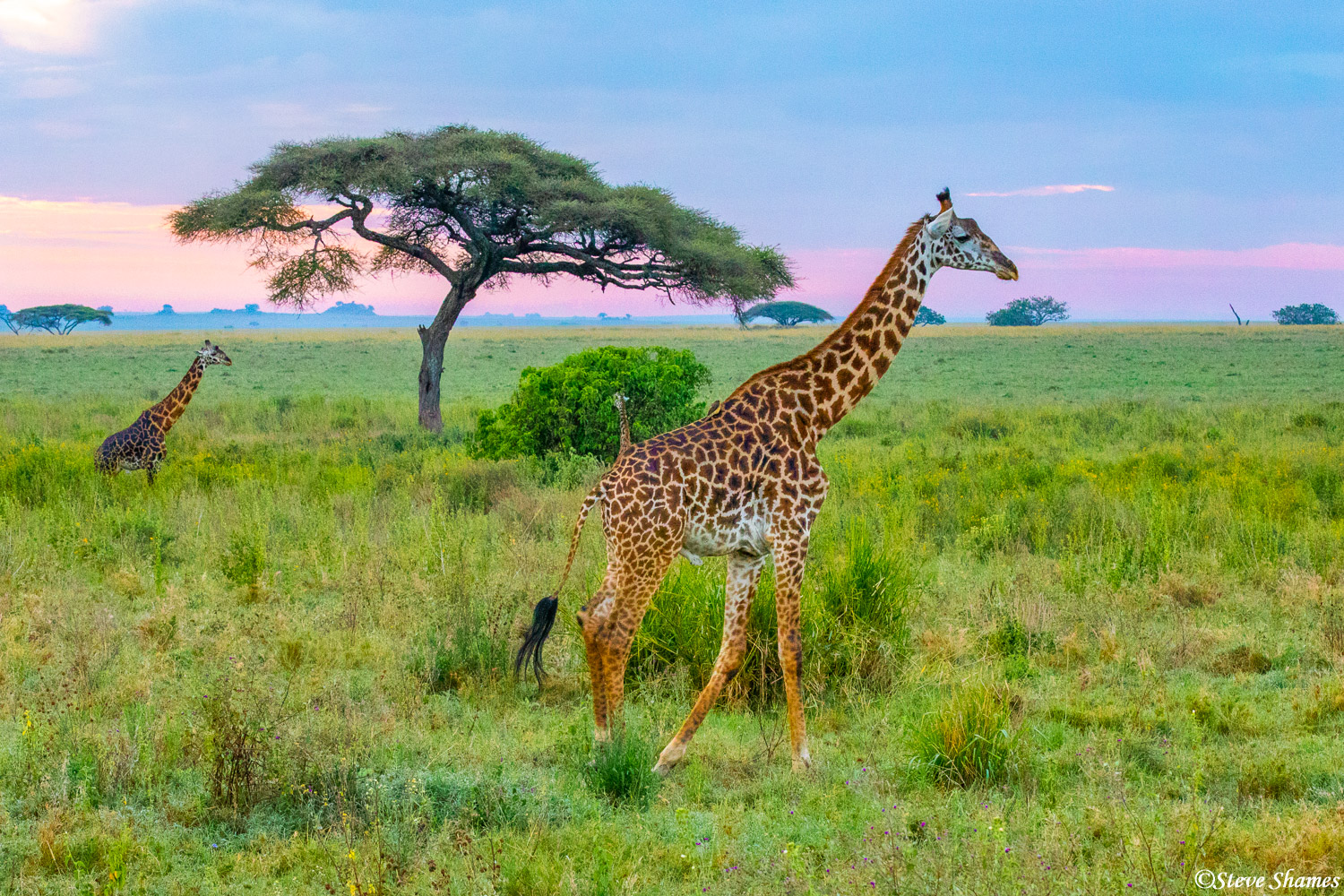 I like this scene of giraffes in the mellow early morning light.