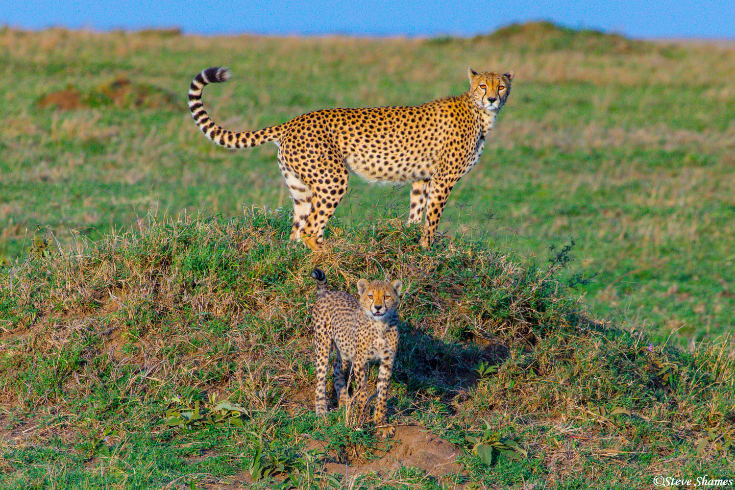 The mother cheetah likes to get high on the termite mound for a good view.