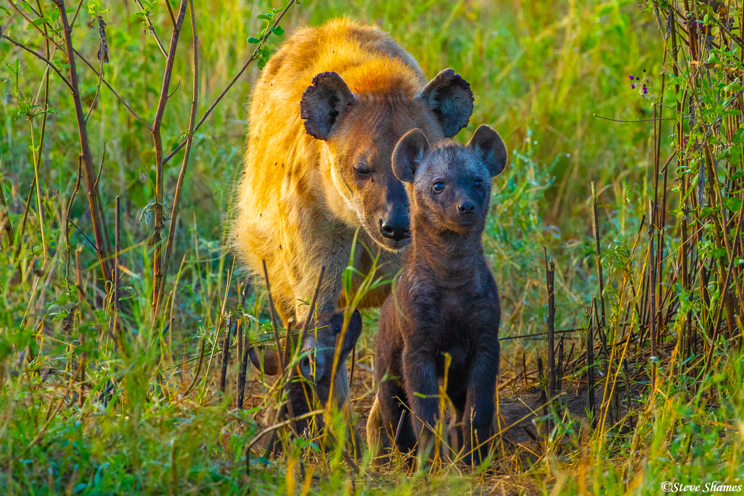 Life at the den. This hyena pup is under the careful watch of its mother.