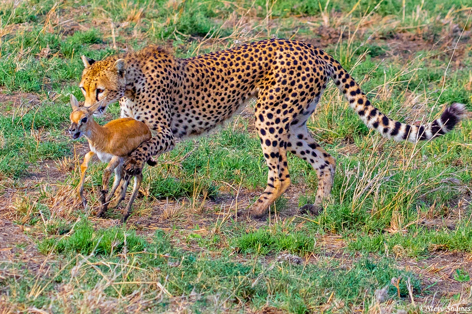 Here's an unusual scene -- a mother cheetah herding the Thomson's gazelle to present to her cub for hunting practice.