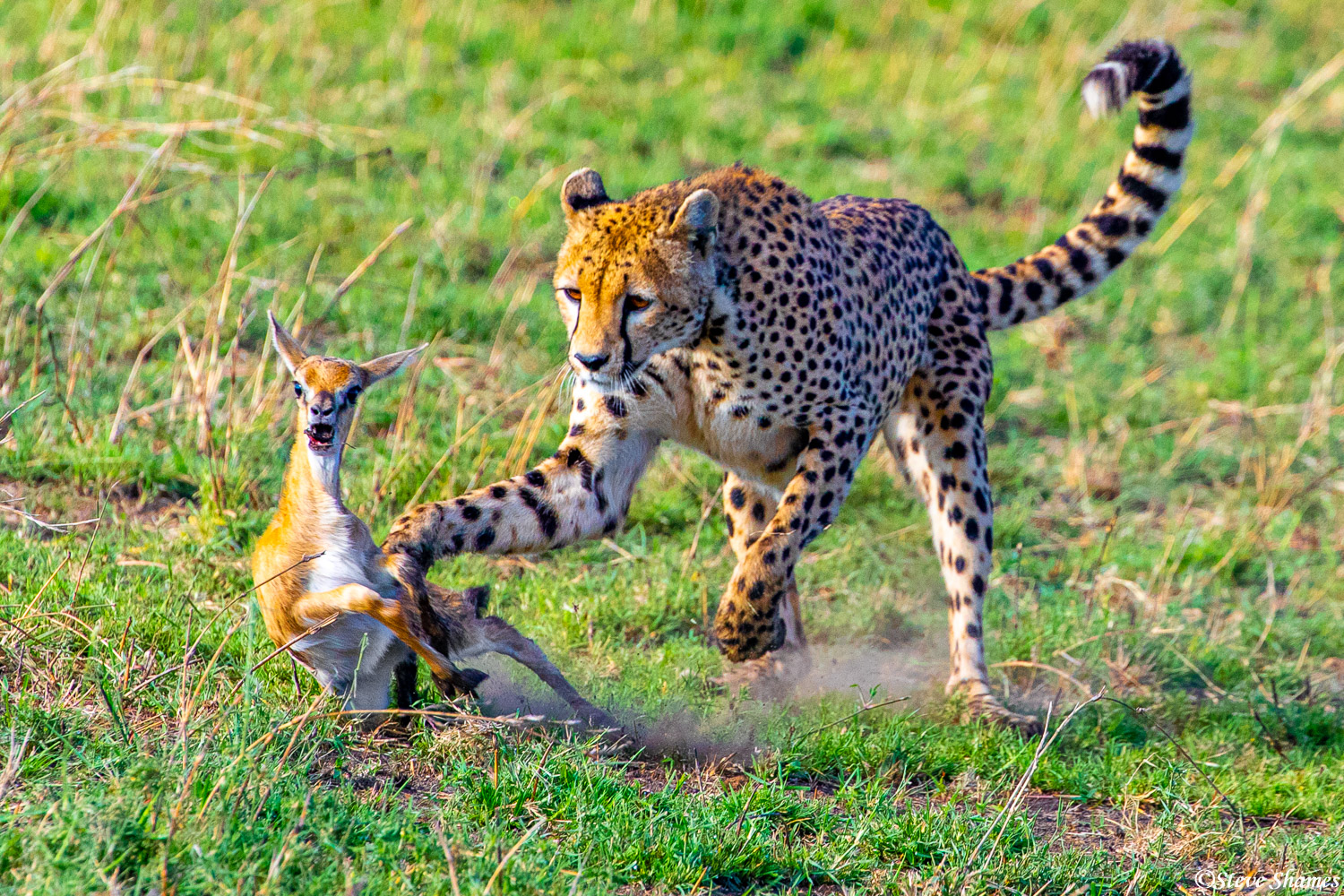 This mother caught a young gazelle, but did not kill it, and is now batting it around and will present it to her cub.