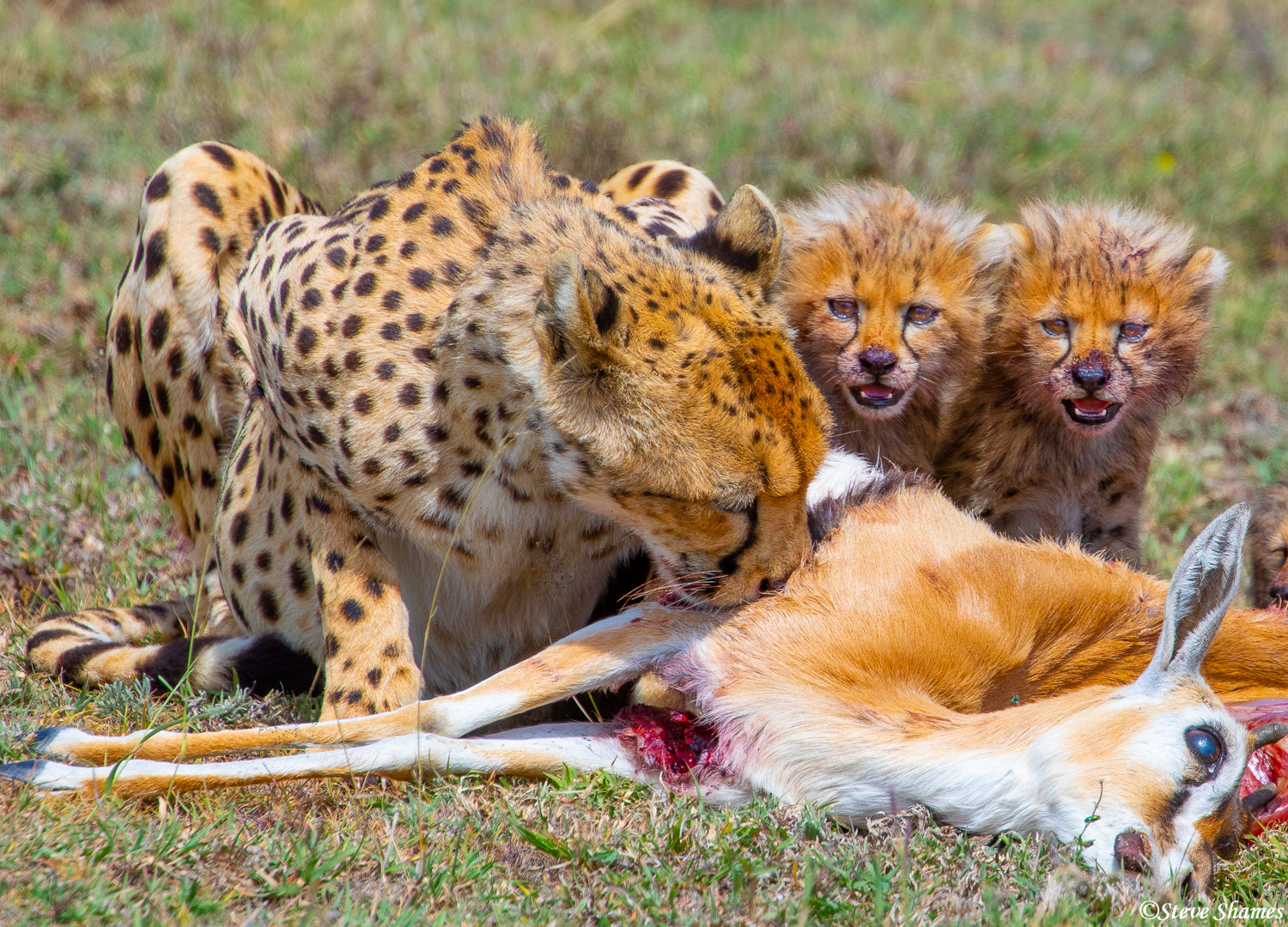 Mother cheetah eating while the two small cubs keep watch.